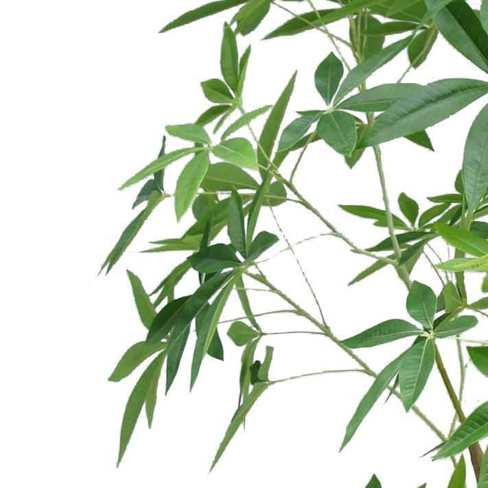 Annistyn 210cm Faux Money Tree in Pot