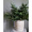 Cedar Juniper Branch 30"