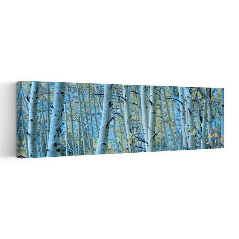 Trembles dans une forêt, Rock Creek Lake, Californie, États-Unis, H 48 po x l 16 po, Bleu