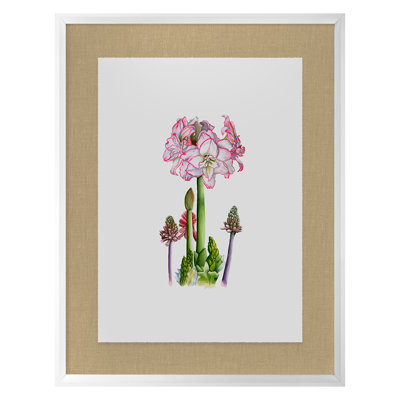 Amaryllis Print by Thicket Design