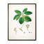 Vintage Botanicals V - peinture sur toile-59814285-59814286