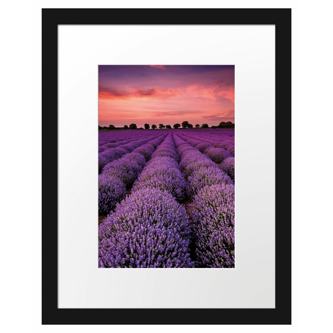 Gerahmtes Poster Wunderschöne Lavendel Provence