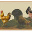 Bordure de papier peint pelez et collez - coq brun, jaune, coq beige, bordure rétro de poule, 15 pi X 7 po, auto-adhésif