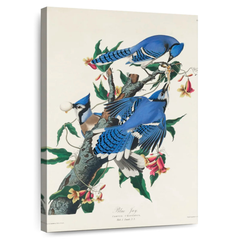 Brampt Blue Jay, 12" H x 8" W