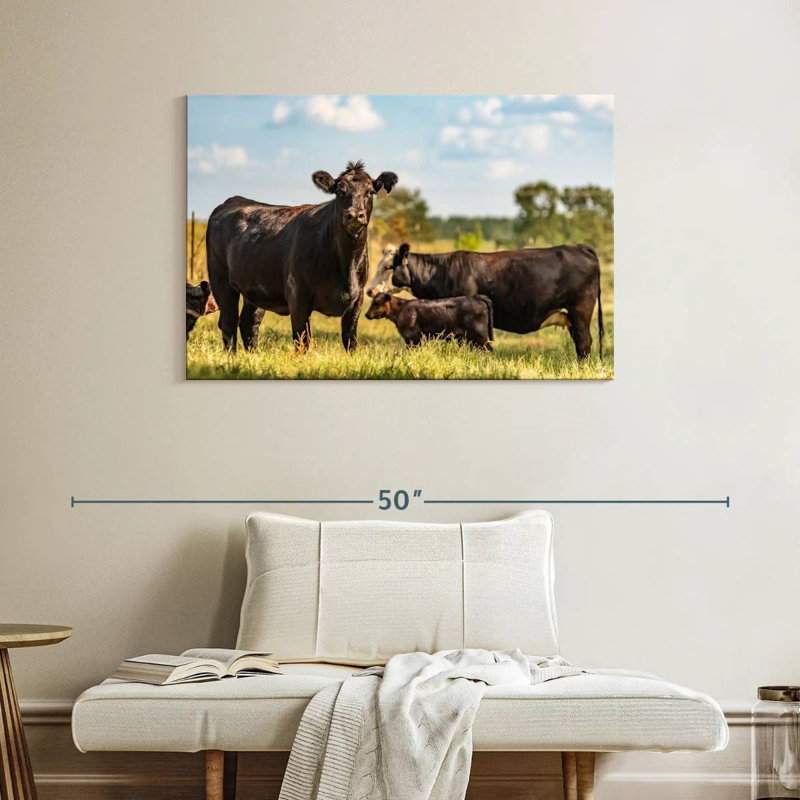 Brampt broutant des vaches Angus, H 26 po x l 39 po