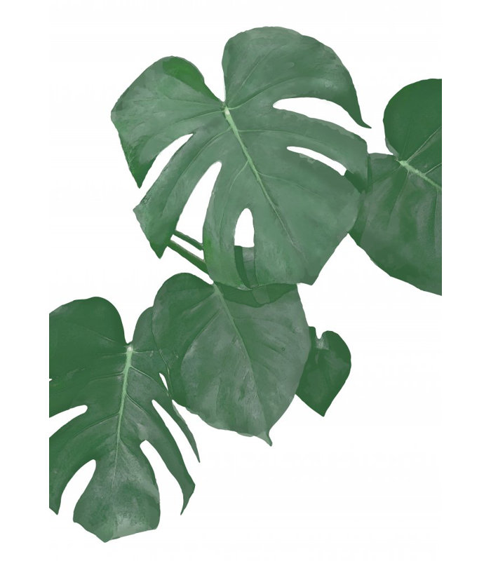 Monstera 01, 76.2 cm H x 50.8 cm W