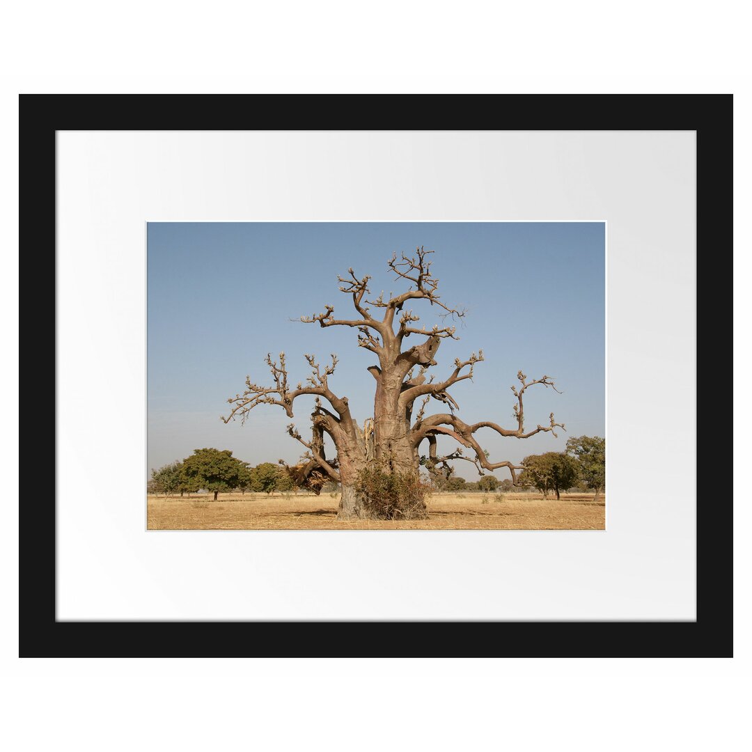 Gerahmtes Poster Vertrockneter Baum in der Savanne