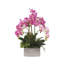 Orchidée en pot