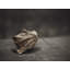 Fallen Leaf Print by Scott Norris-65824939-65849129