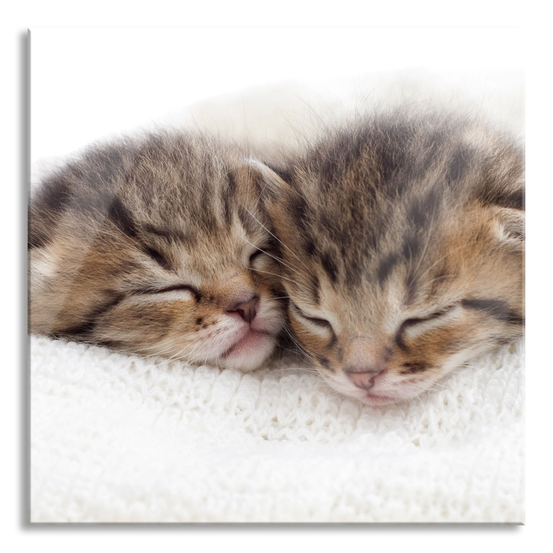 Glasbild Slumbering Kittens