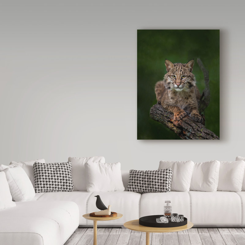 Fillmer «Bobcat Pose on Tree Branch 2», reproduction de photo sur toile tendue, H 19 po x l 14 po x P 2 po