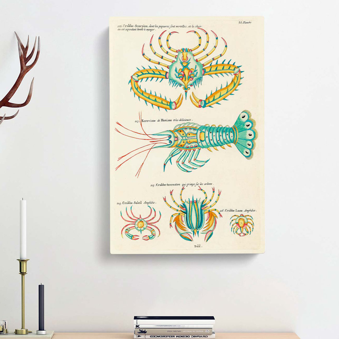 East Indies Lobster & Crab Illustrations LI by Louis Renard - Wrapped Canvas