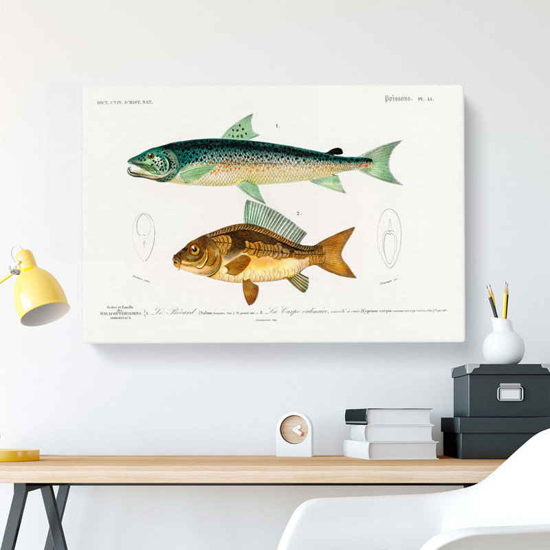 Fish Illustrations PL.15 by Charles D Orbigny - Wrapped Canvas, 35cm H x 50cm W x 3cm D