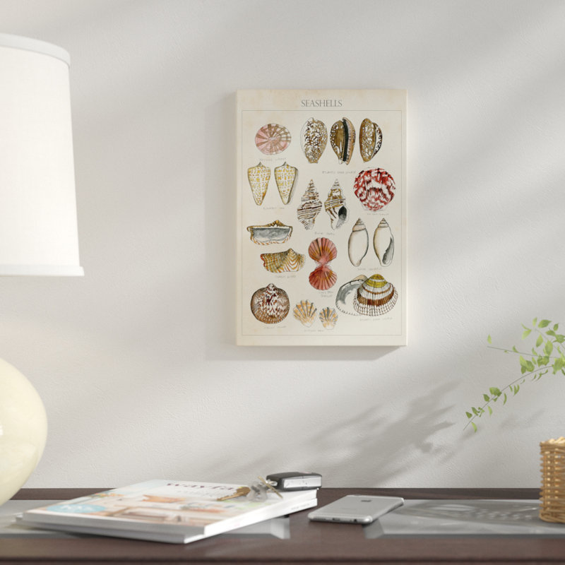 « coquillage sketch i », impression sur toile, H 26 po x l 18 po x P 1,5 po, Toile tendue, Pas de tapis