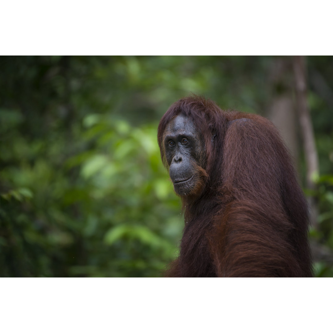 Porträt eines Orang Utan, Wildtieraufnahme