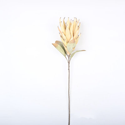 Protea Cynaroides, arrangement floral, longue tige