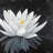 Lotus Flower Reflection Canvas | White Frame | Home Decor