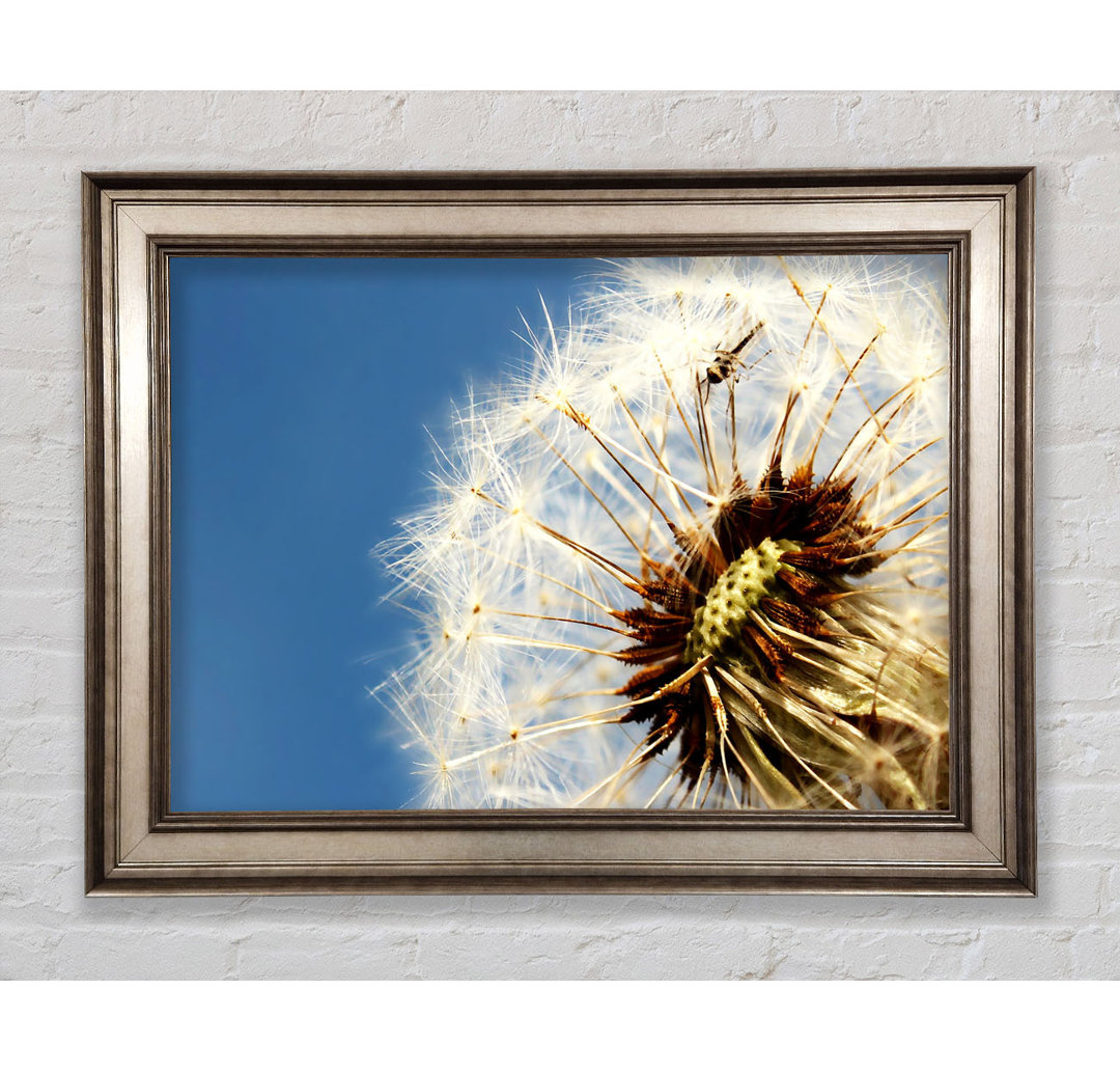 Dandelion Skies - Einzelner Bilderrahmen Kunstdrucke