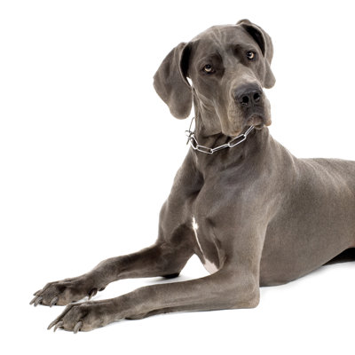 Grey Great Dane - Wrapped Canvas Print