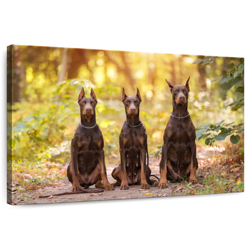 Doberman Pinschers, 34" H x 51" W
