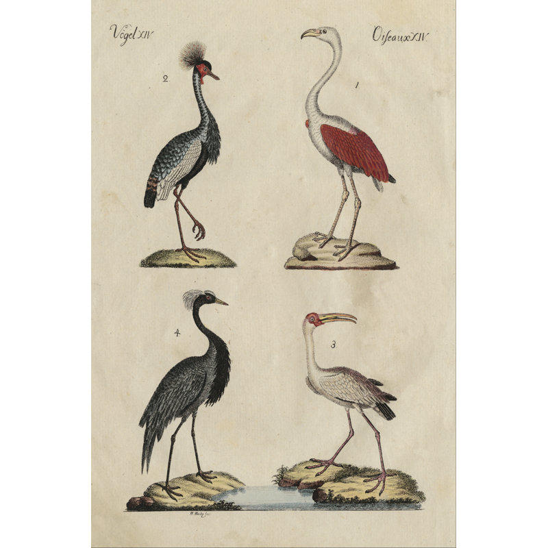 Heron Classification II by Friedrich Strack - Wrapped Canvas Print, 46cm H x 30cm W 