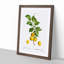 Apricot Tree Branch by Pierre-Joseph Redoute - Single Picture Frame Painting-55544967-55544968