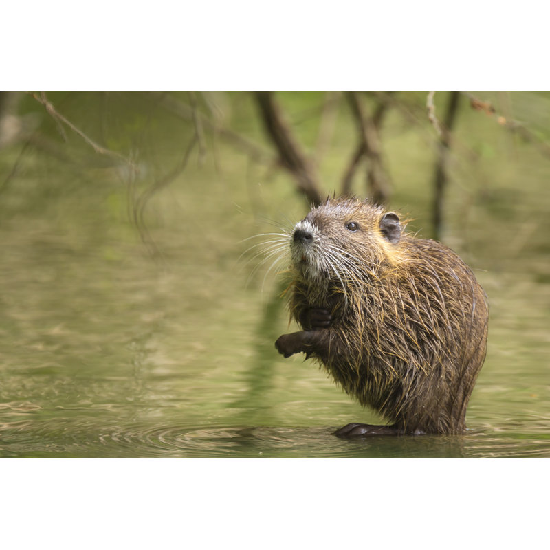 Muskrat Hiding Between Roots by SanderMeertins - Wrapped Canvas Print, 51cm H x 76cm W