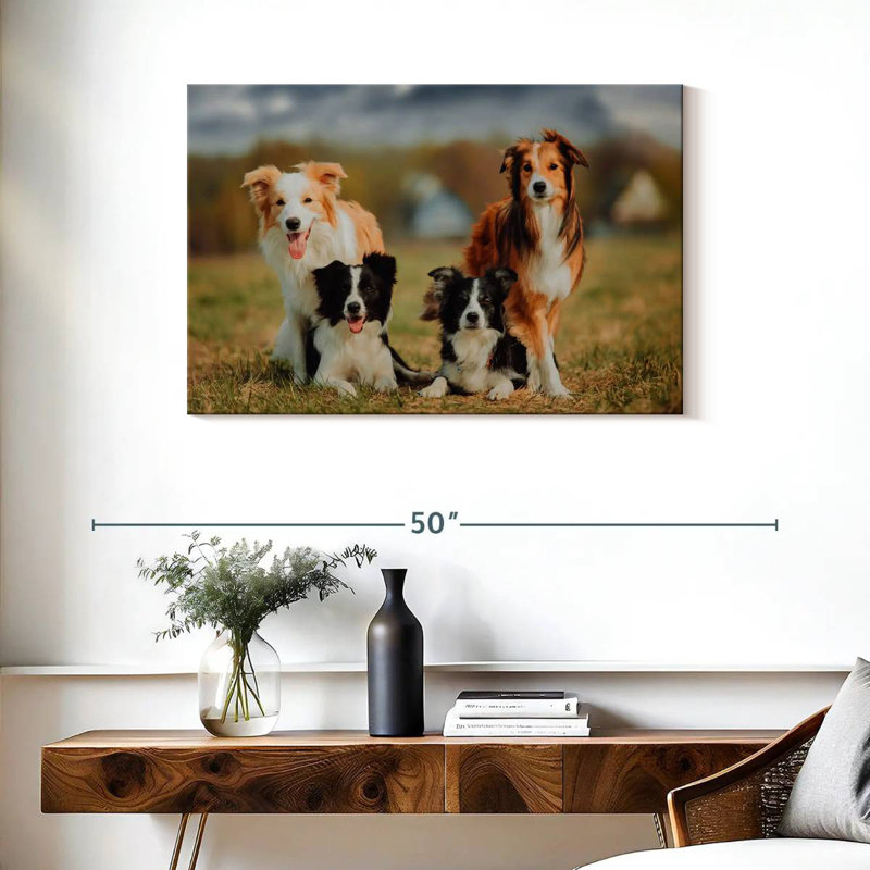Chien border Collie, H 24 po x l 36 po