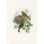 Ligurinus chloris (verdier)-125454766