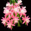 Cactus Succulents 649 - Impression sur toile tendue-1325223967
