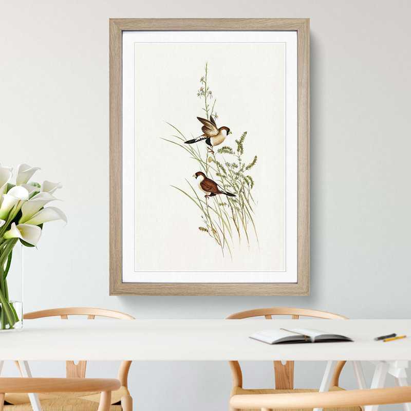 White-Eared Grass Finch Birds by Elizabeth Gould - Picture Frame Painting Print, 48cm H x 36cm W x 2cm D, Oak Framed