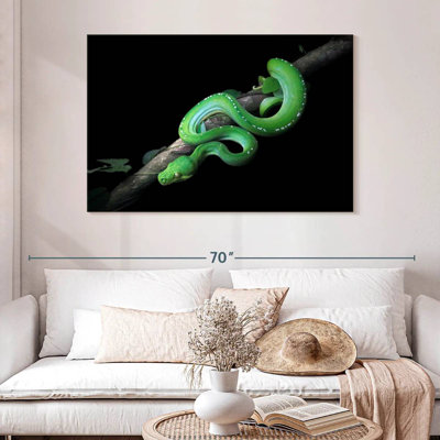 Brampt Green Python Slithering On A Branch
