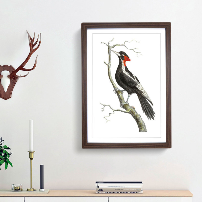 White-Billed Woodpecker by George Shaw - Framed Print, Walnut Framed, 48cm H x 36cm W x 2cm D