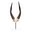 African Bushbock V-Skull on Lucite Stand