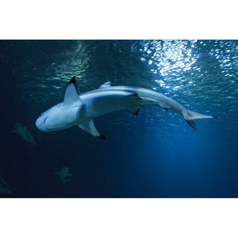 " Great White Shark " by Manukro, 12" W x 8" H