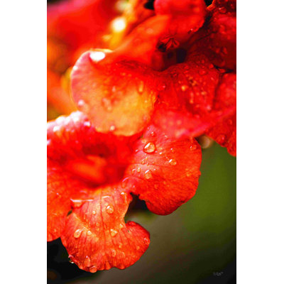 " Orange Glory " by Donnie Quillen