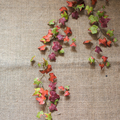 Branche de ivy rustique automne