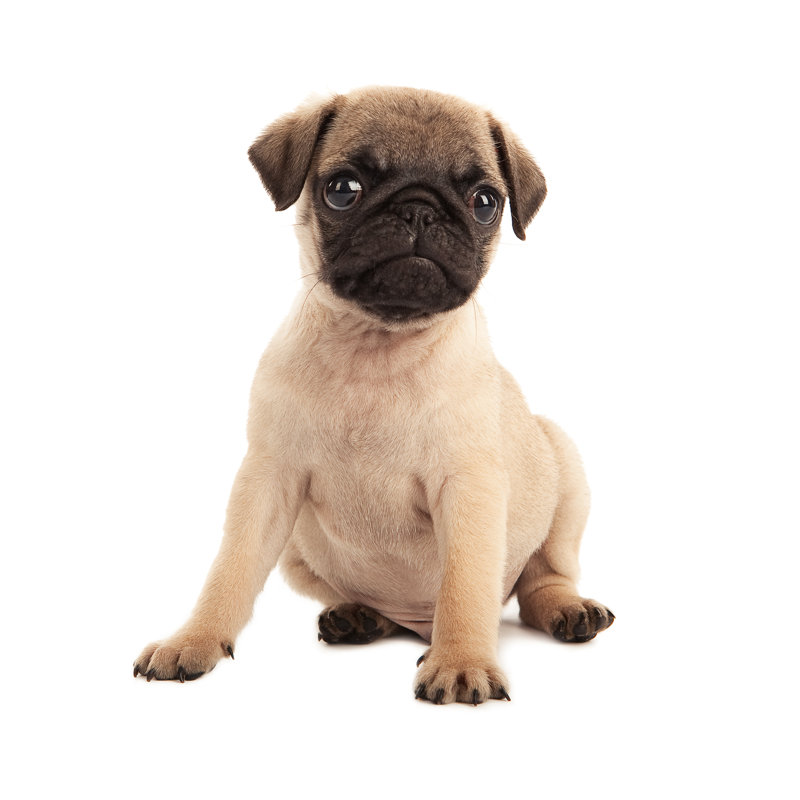 Pug Puppy by Jimmyjamesbond - Wrapped Canvas Print, 91cm H x 91cm W
