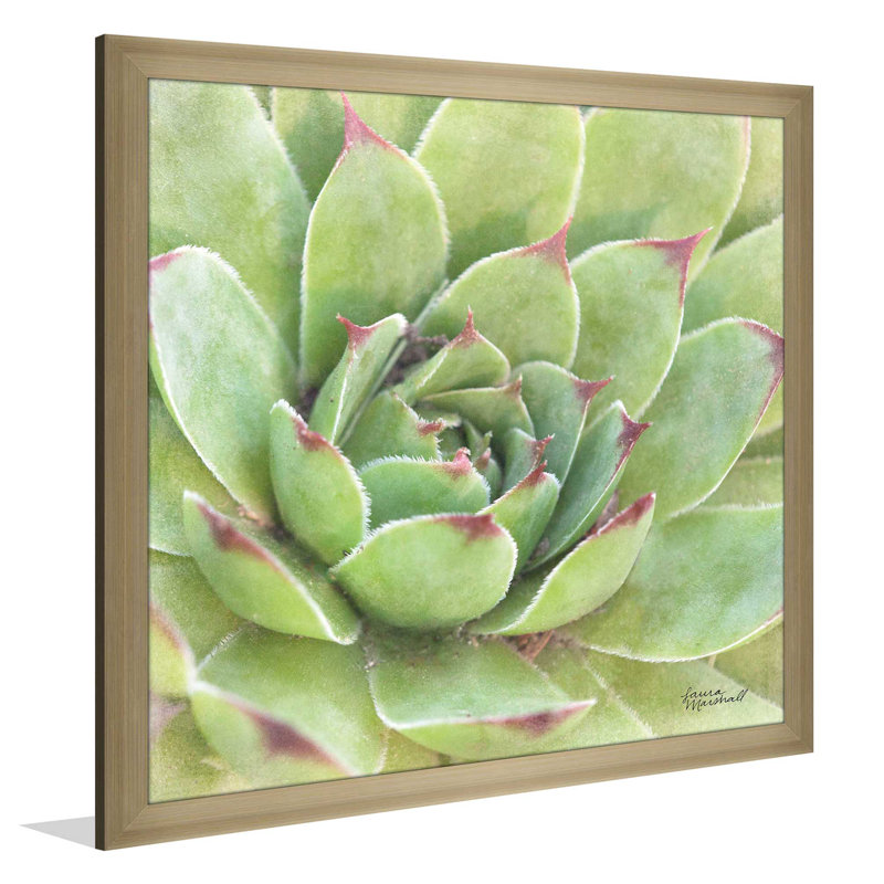 «Garden Succulents IV Color», reproduction de photo, H 21,5 po x l 21,5 po x P 0,75 po, Encadrement champagne