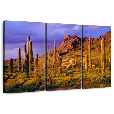 Harnek Arizona Cactus Plants