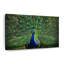 Plumes de paon sur toile-1430331167