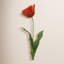 OPEN TULIP STEM