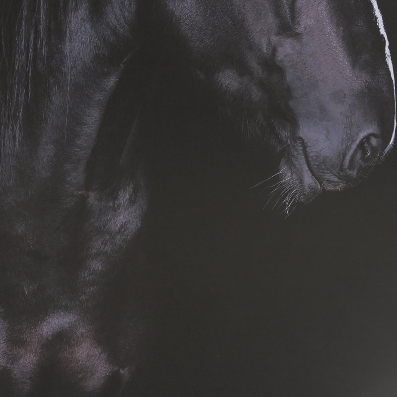 «Majestic Midnight» par Rehpoehler, reproduction de photo encadrée sous verre