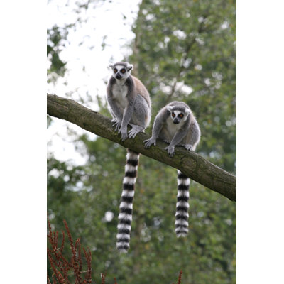 Aerilyn Two Lemurs by HenkBentlage - Wrapped Canvas Print