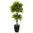 5.5ft. Mango Artificial Tree in Black Wash Planter UV Resistant (Indoor/Outdoor)