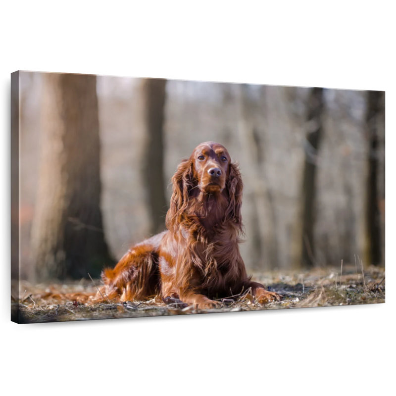 Setter irlandais dans la forêt, H 30 po x l 45 po