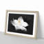 Blooming White Magnolia - Picture Frame Painting Print-56855288-56855290