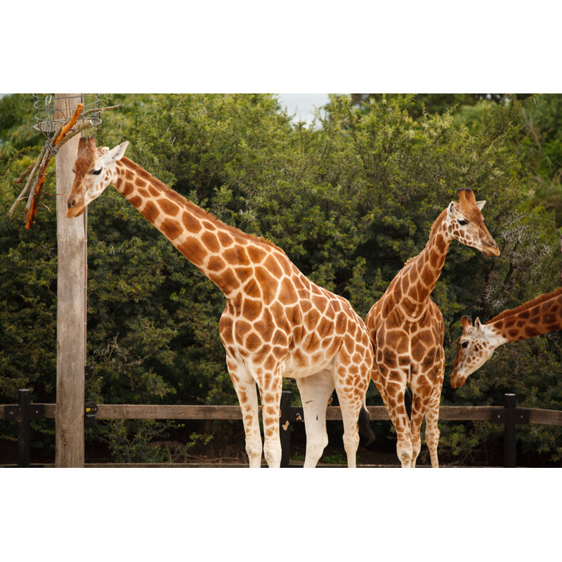 Family Of Giraffe by Mburt - No Frame Art Prints on Canvas, 81cm H x 122cm W