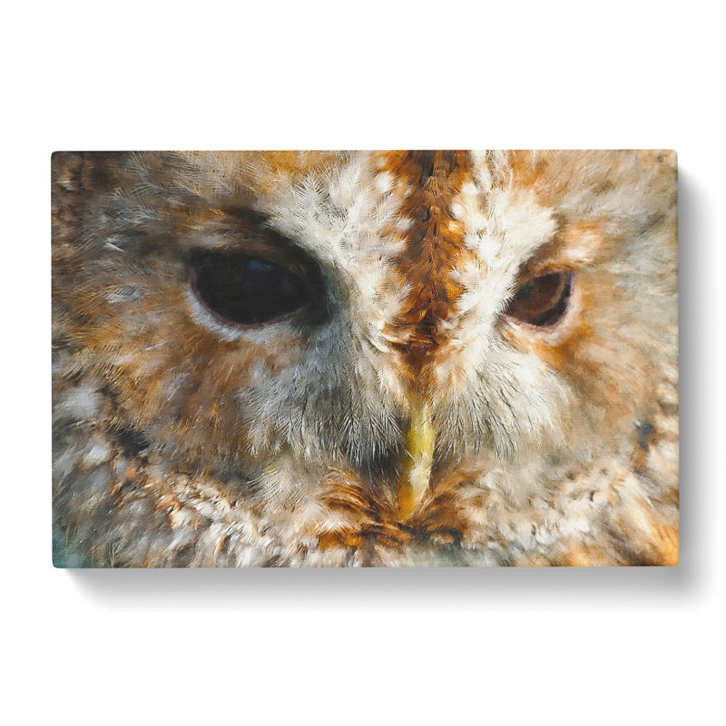 CAN1918CAN Tawny Owl Vol.2 Painting - Wrapped Canvas Print, 35cm H x 50cm W x 3cm D