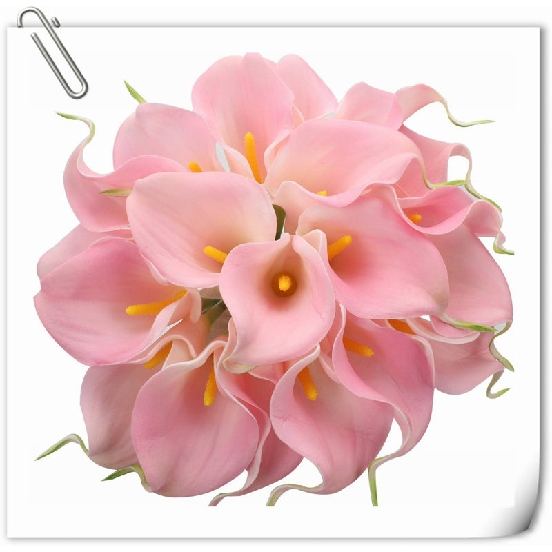 20 pièces de fleurs de lys Calla, Blanc rosé